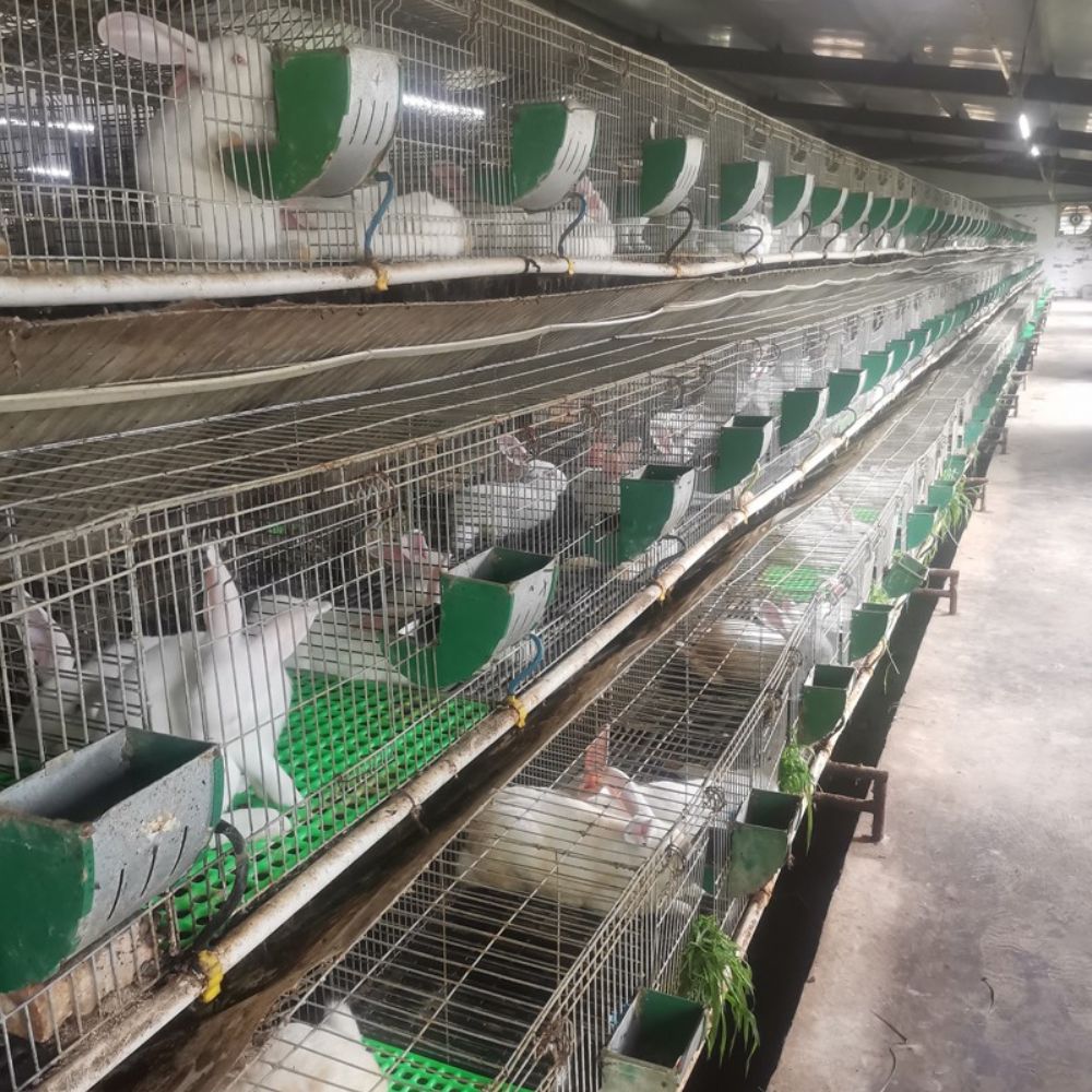 菏泽市hg皇冠老牌网站主站登录科技有限公司养殖兔子，生产兔皮大衣，还有兔肉食品一体化企业，欢迎大家来场考察